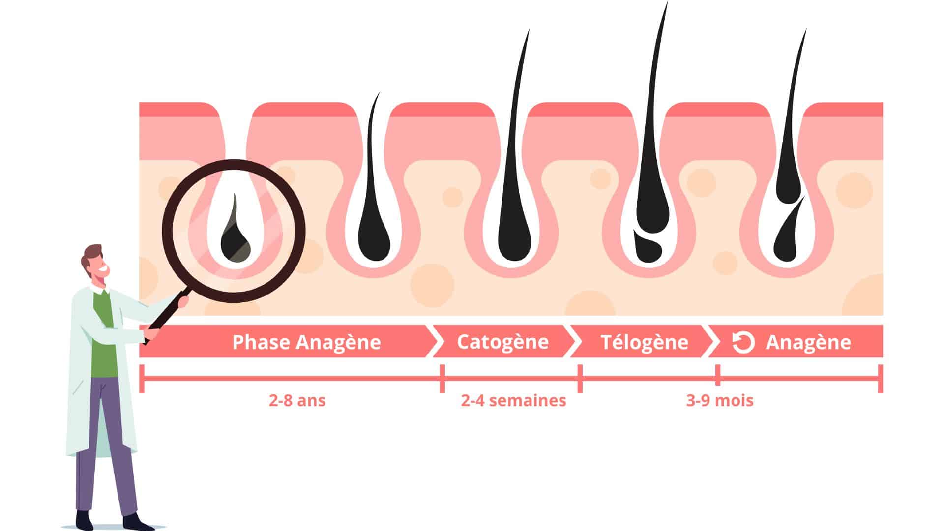 diagramme cycle du cheveu